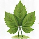 Organic Products